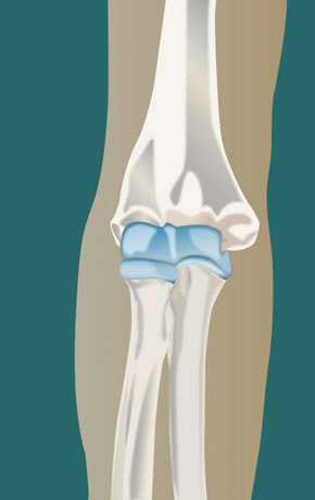 Humeroradial Joint