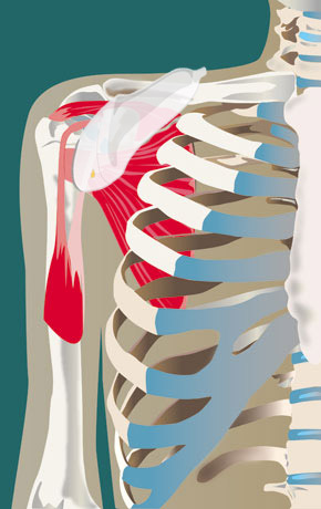 Subscapularis – transverse | SonoTool®